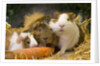 Guinea Pigs With Carrot by Anonymous