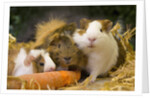 Guinea Pigs With Carrot by Anonymous
