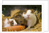 Guinea Pigs With Carrot by Anonymous