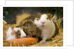 Guinea Pigs With Carrot by Anonymous