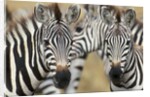 Zebras in Masai Mara National Reserve by Anonymous