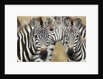 Zebras in Masai Mara National Reserve by Anonymous
