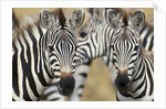 Zebras in Masai Mara National Reserve by Anonymous