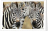 Zebras in Masai Mara National Reserve by Anonymous