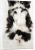 Face of Jersey Wooly Rabbit by Anonymous