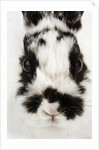 Face of Jersey Wooly Rabbit by Anonymous