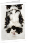 Face of Jersey Wooly Rabbit by Anonymous