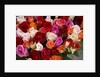 Roses for Sale at Flower Market by Anonymous