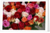 Roses for Sale at Flower Market by Anonymous