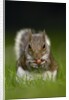 Gray Squirrel Holding Hazelnuts by Anonymous