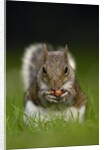 Gray Squirrel Holding Hazelnuts by Anonymous