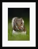 Gray Squirrel Holding Hazelnuts by Anonymous