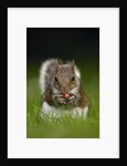 Gray Squirrel Holding Hazelnuts by Anonymous