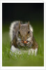 Gray Squirrel Holding Hazelnuts by Anonymous