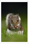 Gray Squirrel Holding Hazelnuts by Anonymous