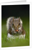 Gray Squirrel Holding Hazelnuts by Anonymous