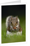 Gray Squirrel Holding Hazelnuts by Anonymous