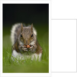 Gray Squirrel Holding Hazelnuts by Anonymous
