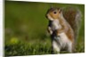 Alert Gray Squirrel by Anonymous