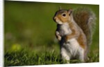 Alert Gray Squirrel by Anonymous