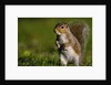 Alert Gray Squirrel by Anonymous