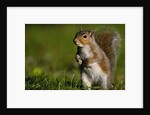 Alert Gray Squirrel by Anonymous