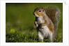 Alert Gray Squirrel by Anonymous