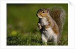 Alert Gray Squirrel by Anonymous