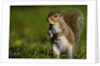 Alert Gray Squirrel by Anonymous