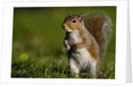 Alert Gray Squirrel by Anonymous