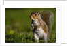 Alert Gray Squirrel by Anonymous