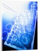 Test Tubes in Tray by Anonymous