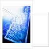 Test Tubes in Tray by Anonymous