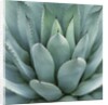 Agave Plant by Anonymous
