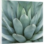Agave Plant by Anonymous