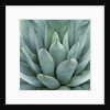 Agave Plant by Anonymous