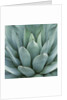 Agave Plant by Anonymous