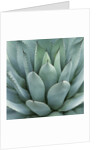 Agave Plant by Anonymous