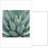 Agave Plant by Anonymous