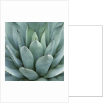 Agave Plant by Anonymous