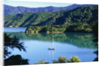 Marlborough Sound in New Zealand by Anonymous