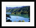 Marlborough Sound in New Zealand by Anonymous