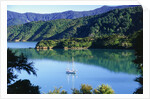 Marlborough Sound in New Zealand by Anonymous