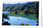 Marlborough Sound in New Zealand by Anonymous