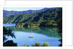Marlborough Sound in New Zealand by Anonymous