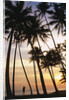 Palm Trees in Maldives by Anonymous