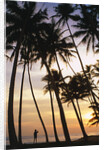 Palm Trees in Maldives by Anonymous