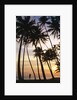 Palm Trees in Maldives by Anonymous