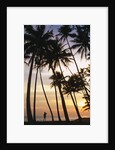 Palm Trees in Maldives by Anonymous