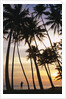 Palm Trees in Maldives by Anonymous